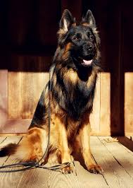 Maybe you would like to learn more about one of these? Long Coat German Shepherd Panjo V Ljulin West German Showline Wonderlustpup German Sheperd Dogs Long Coat German Shepherd German Shepherd Puppies Training