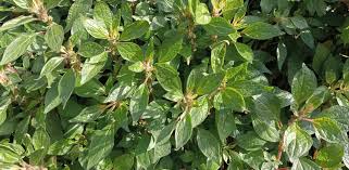 Image result for Parietaria