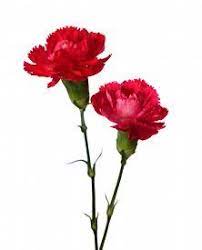 Carnations Images Photos Pictures Carnations Carnation Flower Amazing Flowers