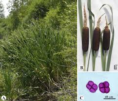 Image result for Polygala melilotoides