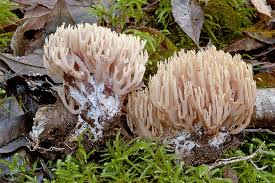 Image result for Ramaria stricta