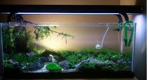 Sonofall 20 Gallon Long Your Tanks Fish Tank Sizes Fish Tank 10 Gallon Fish Tank