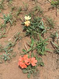 Image result for Agelanthus fuellebornii