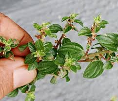 Image result for Pouzolzia parasitica