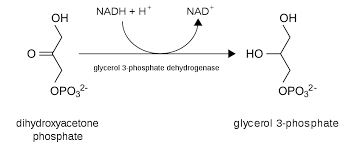Resultado de imagen para dihidroxiacetona 3d