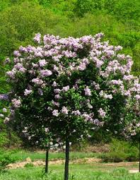 Image result for Syringa meyeri ´Palibin