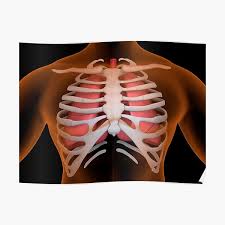 It is the sum of the air released by the lung after a maximum exhalation (vital capacity or vc) and the volume of air left behind within the lungs after a deepest exhalation (residual volume or rv) 46. Conceptual Image Of Human Lungs And Rib Cage Poster By Stocktrekimages Redbubble