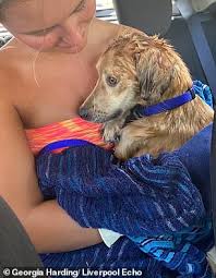 Adopt a pet, karachi, pakistan. Couple Who Stumbled Across A Stray Dog That Was Just Skin And Bone Spend 3 500 Bringing Him Home Daily Mail Online