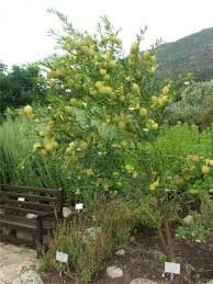 Image result for Gomphocarpus physocarpus