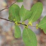 Image result for Mystroxylon