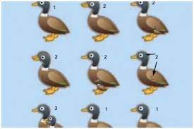 Challenge them to a trivia party! How Many Ducks Are In The Picture The Viral Challenge Sweeping The Internet Explained