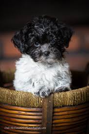 Black And White Shih Tzu Puppy Names Photos By Dale Digital Photos By Dale Cute Little Dogs Shih Poo Shih Poo Puppies