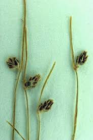 Image result for Isolepis setacea