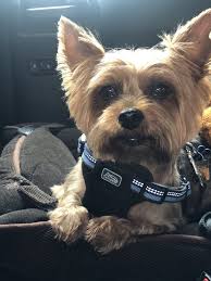 125 county house rd, blackwood, nj 08012. Cortney S Grooming Parlor Pet Groomers 11 Riverside Plz Hackettstown Nj Phone Number Yelp