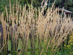 Check spelling or type a new query. Karl Foerster Grass Plants How To Grow Foerster Feather Grass In The Landscape