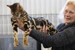 How Big is a Bengal Cat? - Bengal Cat Club