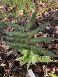 Image result for Coniogramme africana