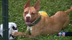 Our affordable pet vaccination clinics offer quality, preventive care to help ensure your pet's health & wellness. Greensboro Animal Rescue Sees Increase In Adoptions Not Returns