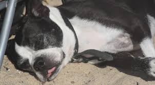 Situated in a private association on cape cod bay, this adorable property is nestled at the edge of the dunes. Dog Friendly Hotels On Cape Cod Capebeachdog