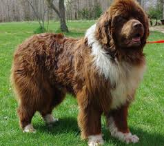 Ask questions and learn about newfoundlands at we focus mostly on producing quality black pups and brown pups. Newfoundland Dog Breed White