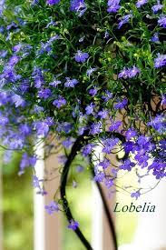 Pin On Lobelia