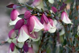 Image result for Thymelaeaceae