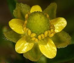 Image result for Ranunculus multifidus