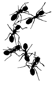 Supercoloring.com is a super fun for all ages: Ant Black And White Ant Outline Clip Art The 7 Wikiclipart
