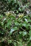 Image result for Clerodendrum pleiosciadium