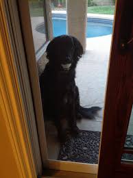Bo Our Straight Hair Black Goldendoodle Goldendoodle Straight Hairstyles Black Coat
