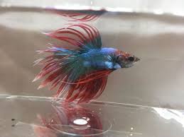 Exceptions To This Policy Will Not Be Made For Any Reason Whatsoever For Sale Is The Exact Fish Pictured Wysiwyg Based Out Of Sunny F Betta Fish Betta Fish