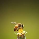 Science Saturday: Insects