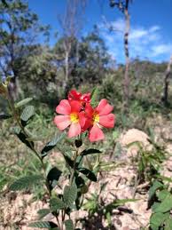 Image result for Melochia