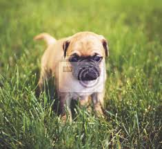 So if a breeder guarantees that a since both the chihuahua and the pug are considerable shedders (especially the pug), the chug will also require daily brushing in order to remove the dead. Ein Niedliches Baby Pug Chihuahua Mix Welpen Spielen In Der Grasigen Fototapete Fototapeten Tuckern Pug App Myloview De