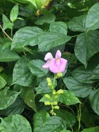 Image result for Canavalia cathartica