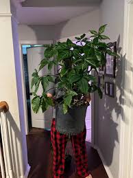 Image result for Synadenium angolense