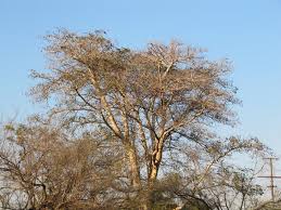 Image result for Acacia polyacantha