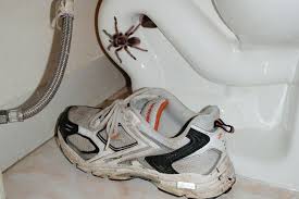 9 Astuces Naturelles Pour Faire Fuir Les Araignees De Votre Maison Trucs Et Astuces Astuces Araignee