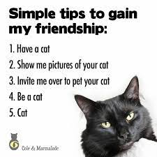 Pin By Heather Hodel On Pici Cat Memes I Love Cats Cats