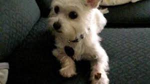 The maltese chihuahua mix, or malchi, is a cross between a chihuahua and a maltese. Malchi Maltese Chihuahua Mix Facts Care Videos More