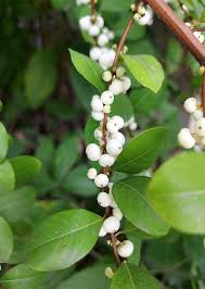 Image result for Flueggea virosa