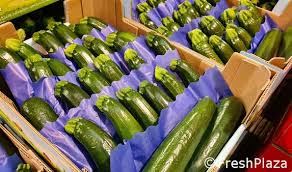 But why is it so? Zucchini Oversupply Prevails In Almeria And Prices Hit Rock Bottom