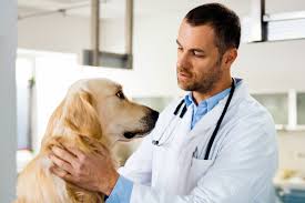 Check spelling or type a new query. The Pet Vet The Pet Vet Prices