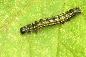 Image result for Autographa gamma