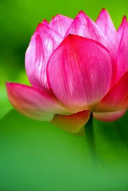 pin on fleurs et creativite au jardin