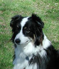 Registered border aussie pups for sale 105.84 miles. Five Facts You Need To Know Before Choosing An Australian Shepherd Karen Shanley
