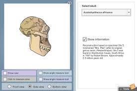 Punnett squares can be used to predict results. Human Evolution Skull Analysis Gizmo Lesson Info Explorelearning