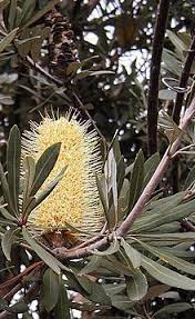 Banksia Integrifolia Wikipedia The Free Encyclopedia Australian Native Flowers Australian Wildflowers Australian Plants