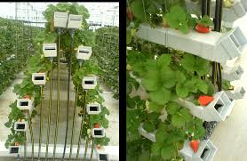 But if it's simplicity, low cost, and maximum yields you are after. 5 Functionally Working Nft System In Itc Greenhouse Strawberry Plants Download Scientific Diagram