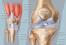 Ligaments and tendons are fibrous bands of connective tissue that attach to bone. Knee Human Anatomy Function Parts Conditions Treatments